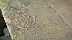 Farrow & Ball -Farrow & Ball farrow ball estate ammonite no 274 matt emulsion paint 2 5l5029496297423 lcl en