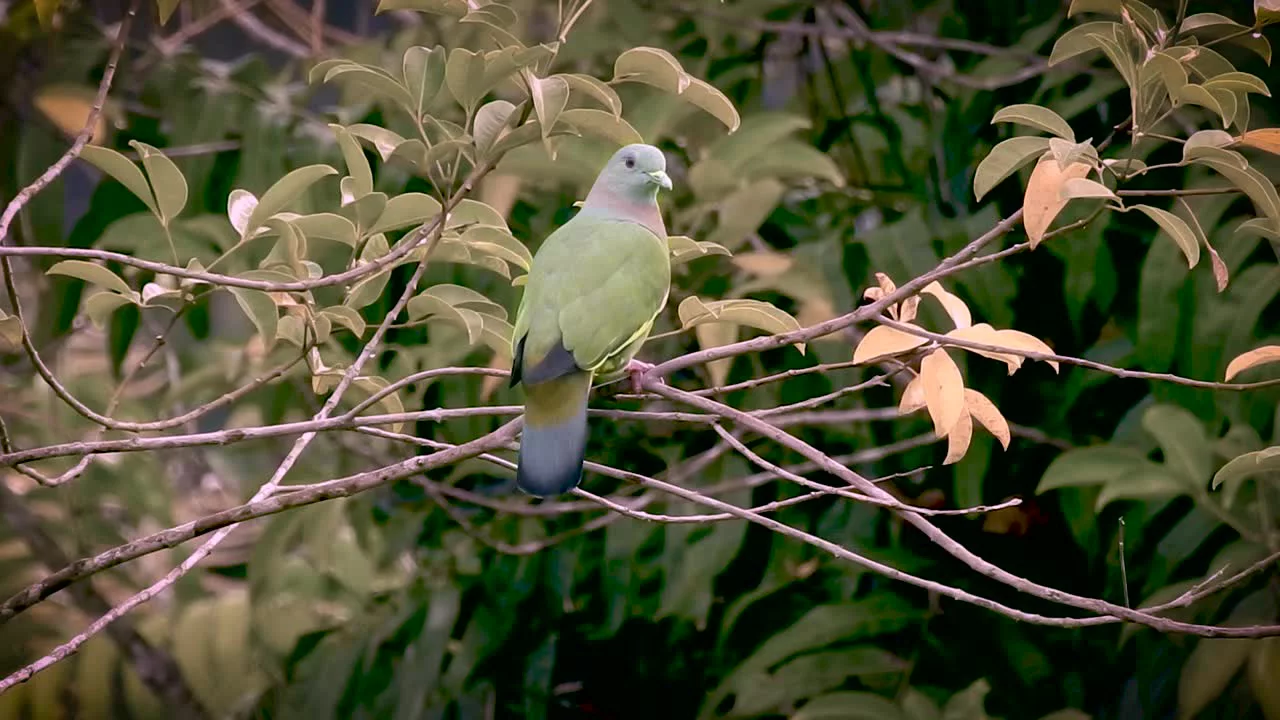 Farrow & Ball Treron No.292 Gloss Metal & Wood Paint, 2.5L 4 Farrow & Ball Treron No.292 Gloss Metal & Wood Paint, 2.5L - Image 2